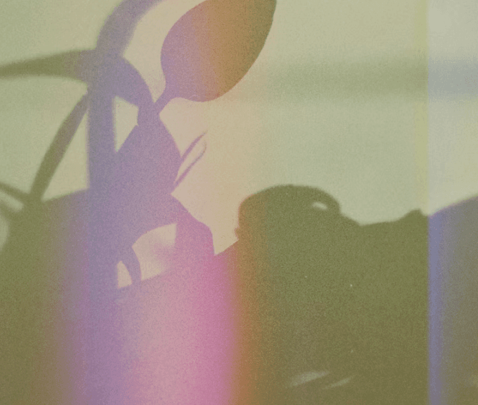 planta estilosa feito para foto linda